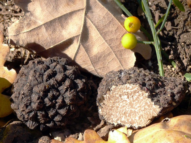 Truffe noire d'Automne Tuber Uncinatum origine france