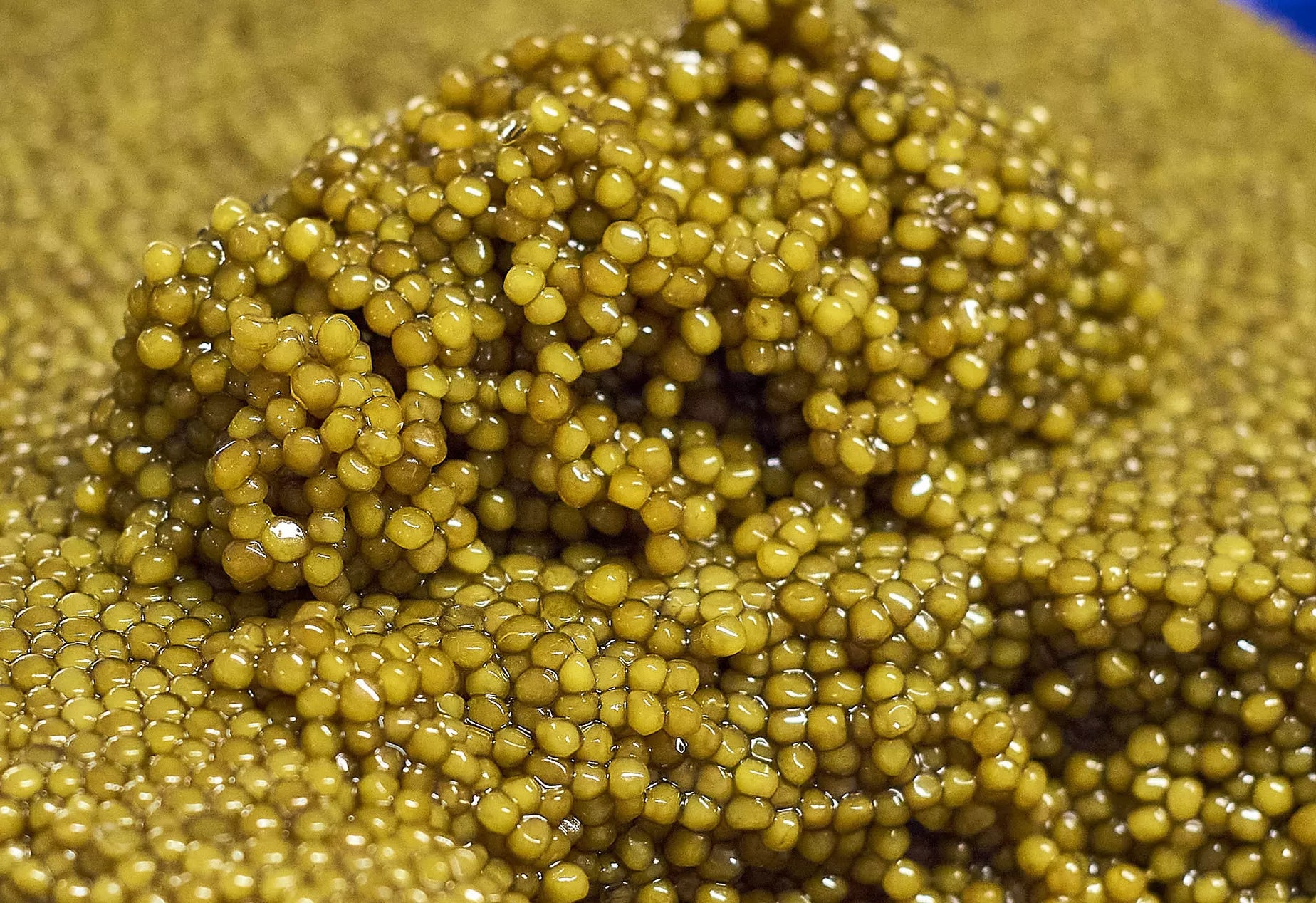 Caviar "Queen of Pearl" IMPÉRIAL