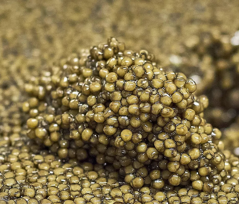 Caviar "Queen of Pearl" OSCIÈTRE