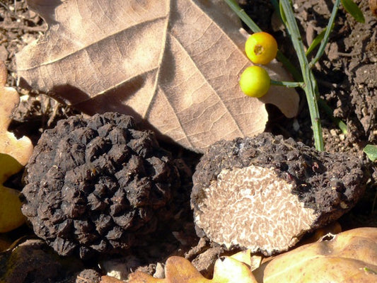 Truffe noire d'Automne Tuber Uncinatum origine france